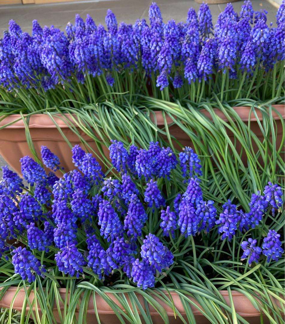 Muscari Bulbs, 15 pcs, Size S