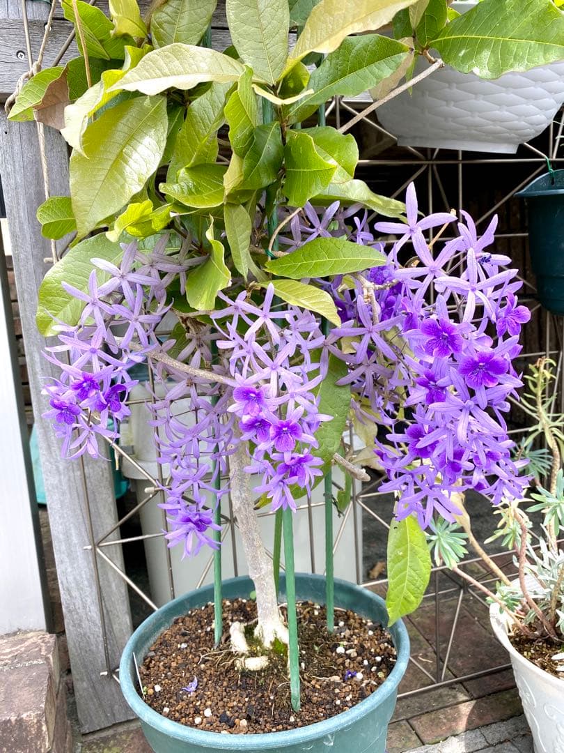 petrea volubilis
